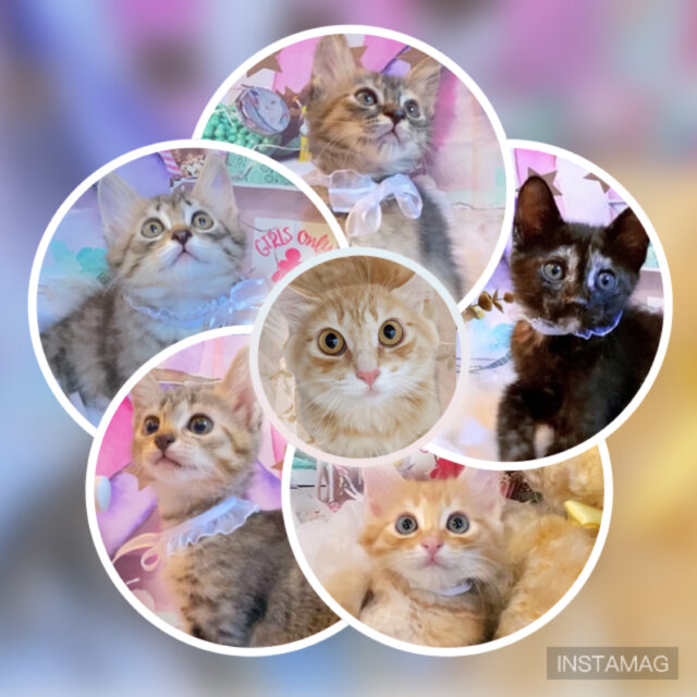 茂原市近郊にて預かりボランティアさん募集