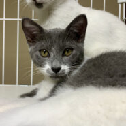 生後4ヶ月の子猫(女の子)モモちゃん