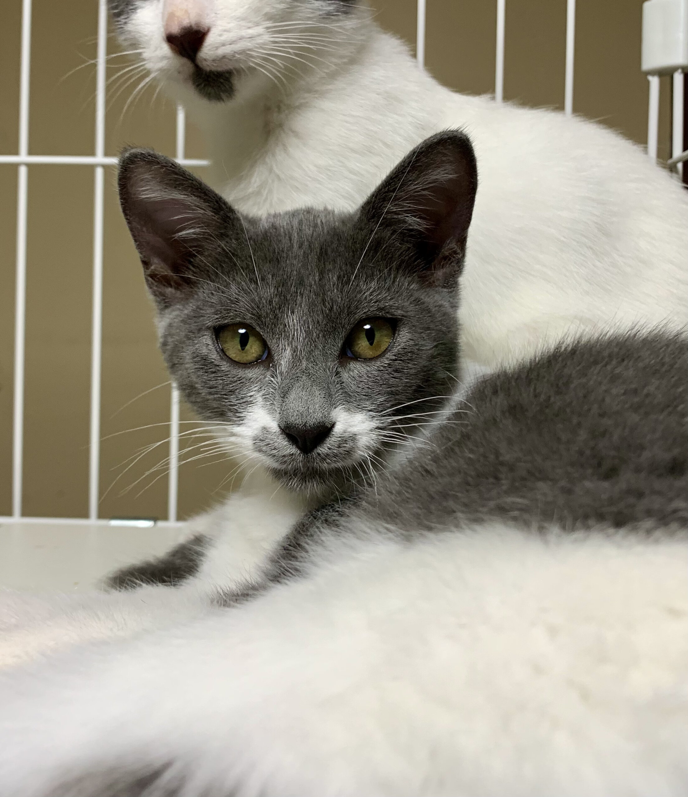 生後4ヶ月の子猫(女の子)モモちゃん