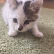 美人でしっぽが可愛い子猫