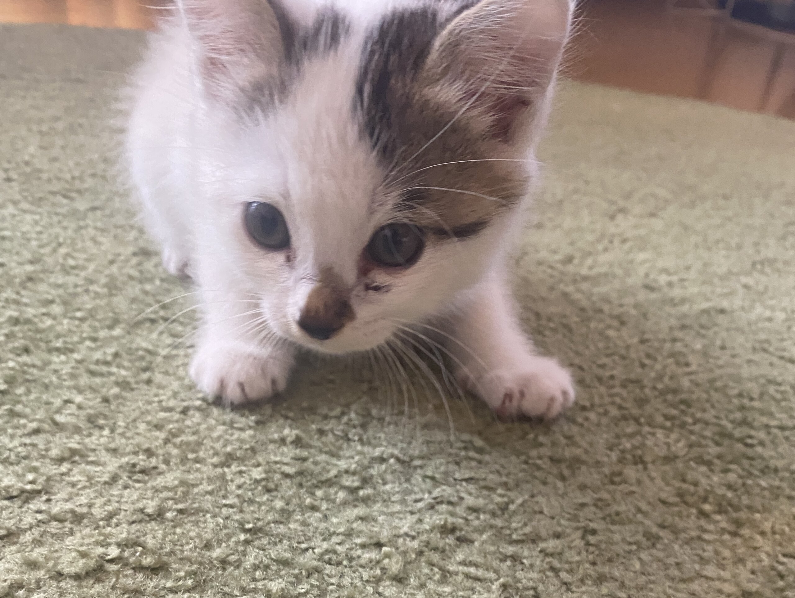 美人でしっぽが可愛い子猫