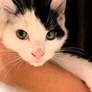 人馴れ抜群イケニャン白黒子猫ちゃん！