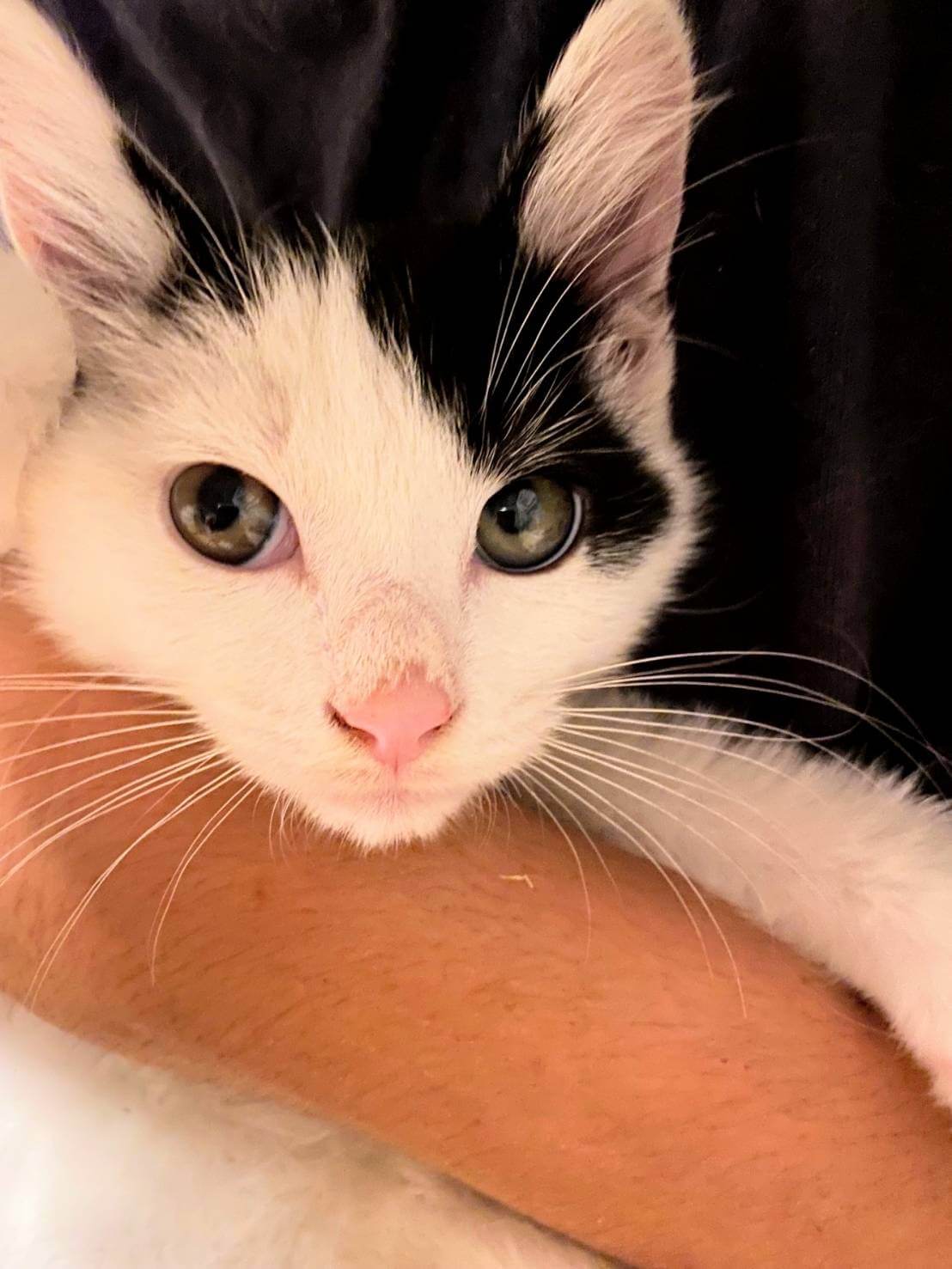 人馴れ抜群イケニャン白黒子猫ちゃん！