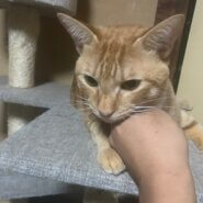 すごく元気で甘えたがりな長男猫