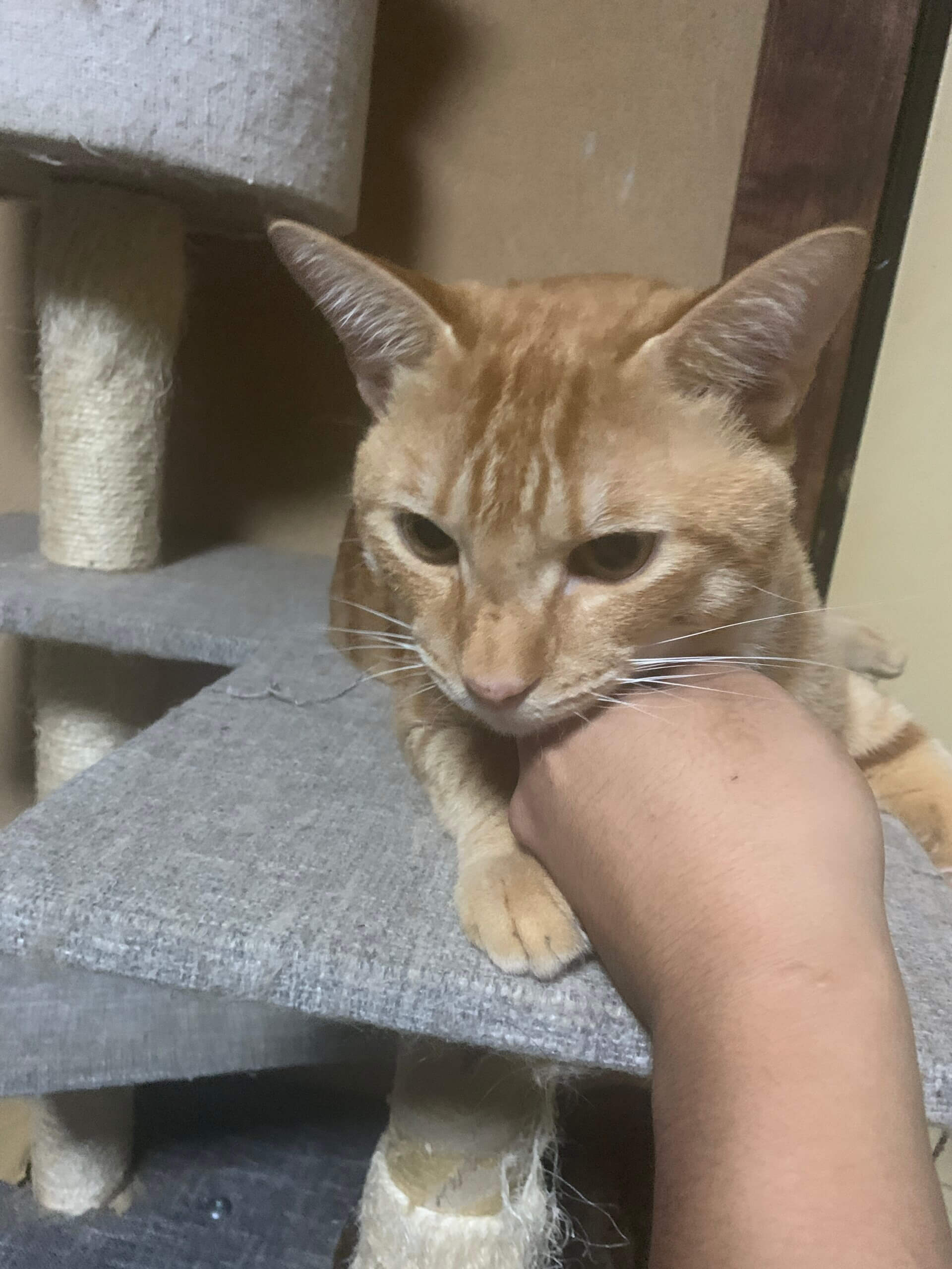 すごく元気で甘えたがりな長男猫