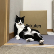 ●実は甘えん坊なハチワレさん●