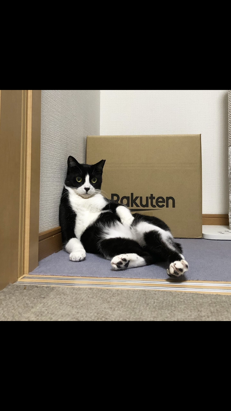 ●実は甘えん坊なハチワレさん●