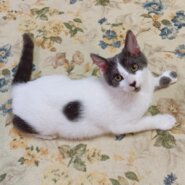 生後4ヶ月の子猫(男の子)ジンくん