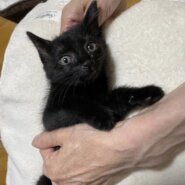 生後1ヶ月〜2ヶ月未満のカワイイ子猫の募集です♪