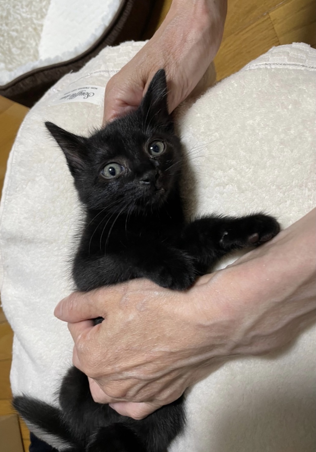 生後1ヶ月〜2ヶ月未満のカワイイ子猫の募集です♪