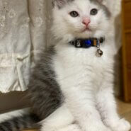 8月2日生まれ白サバ長毛の男の子