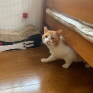 ダブルキャリアの雄猫でも大丈夫な方、または1匹飼い出来る経験者の方。