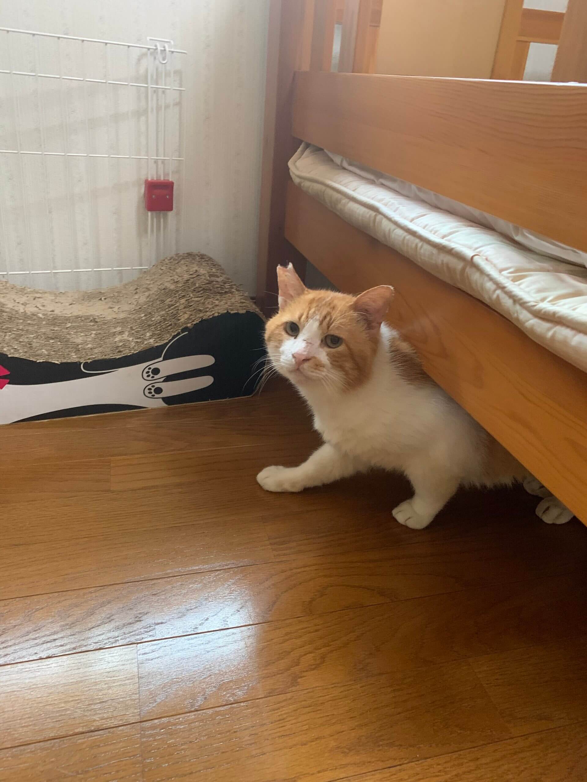 ダブルキャリアの雄猫でも大丈夫な方、または1匹飼い出来る経験者の方。