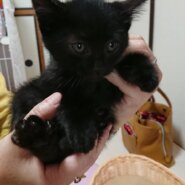 活発な黒猫子猫（男の子）です！