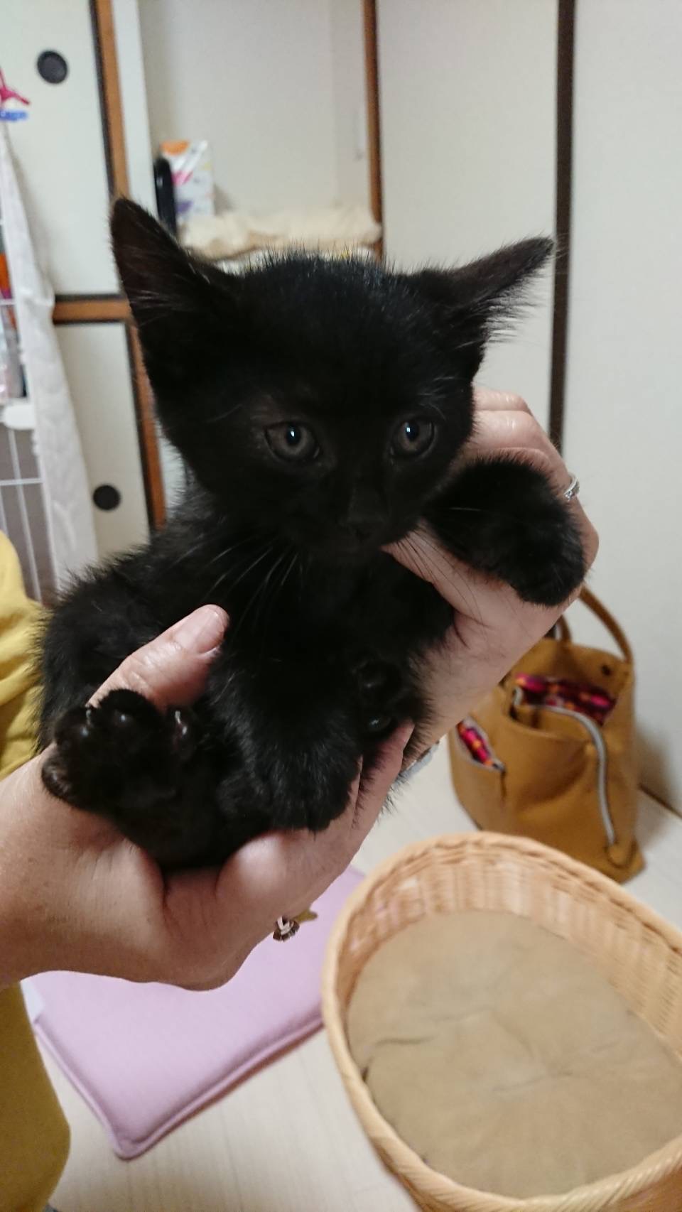 活発な黒猫子猫（男の子）です！