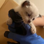 子猫の里親募集（オス）