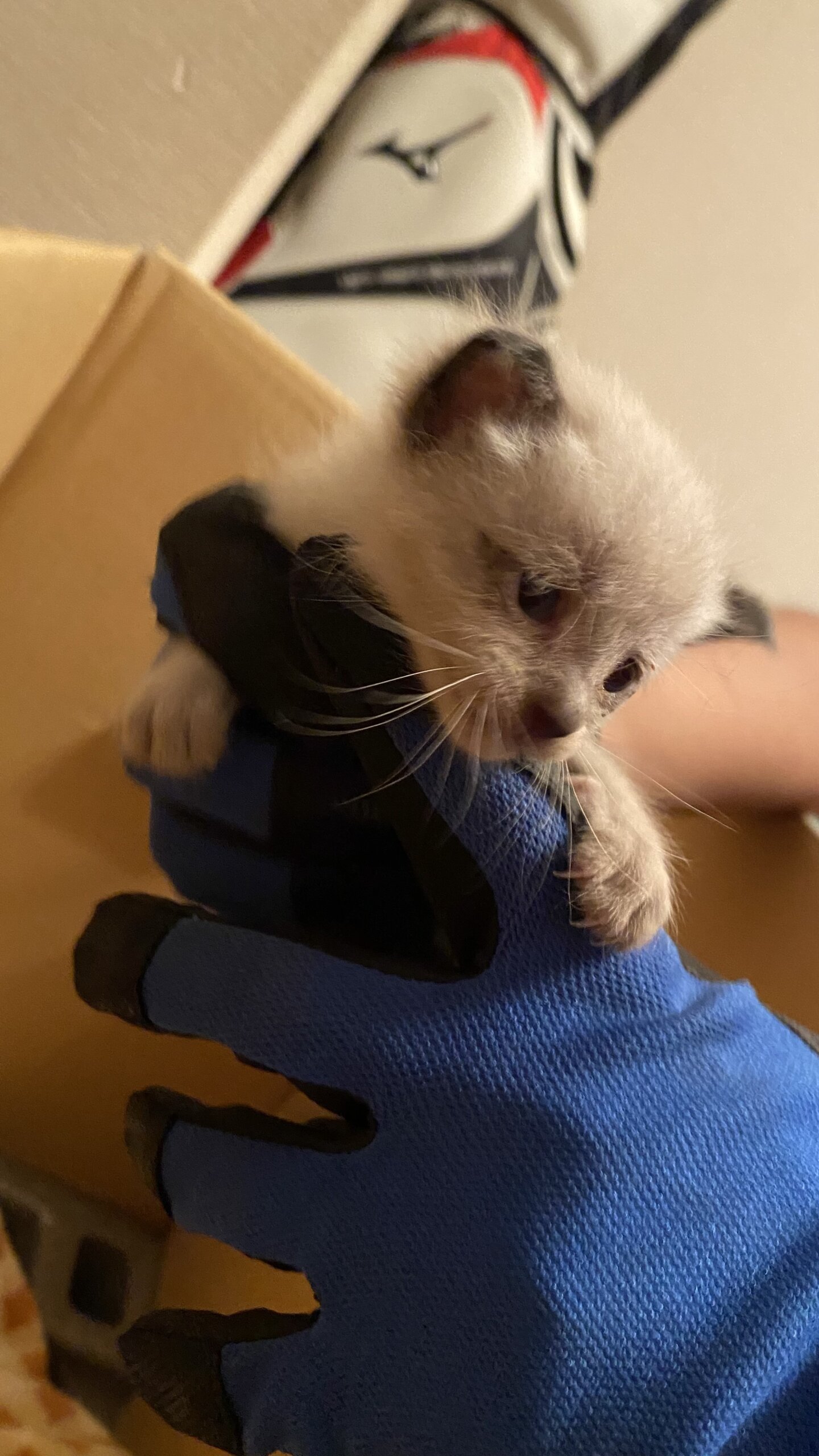 子猫の里親募集（オス）