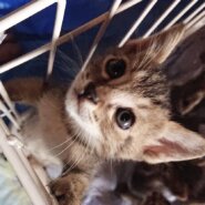 仔猫の里親募集