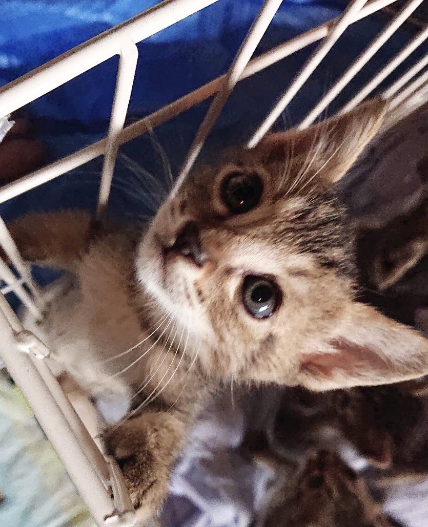 仔猫の里親募集