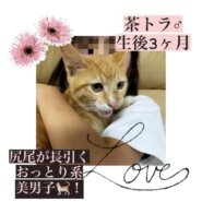 素敵な里親様と巡り会えました♡