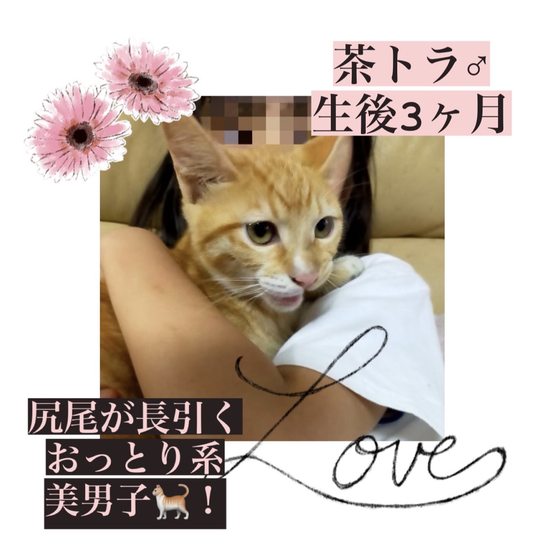 素敵な里親様と巡り会えました♡