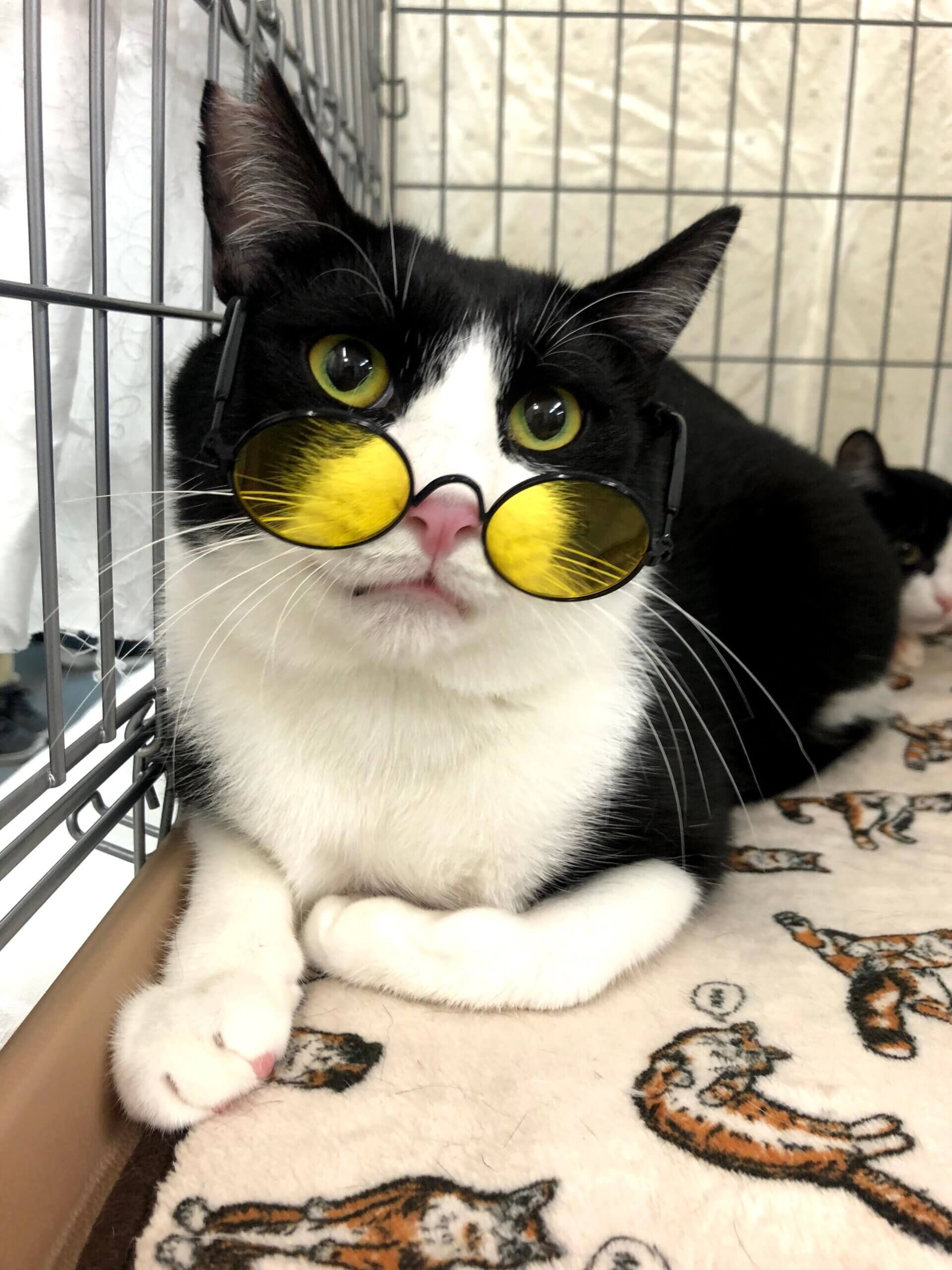 人懐っこい「ドラちゃん」