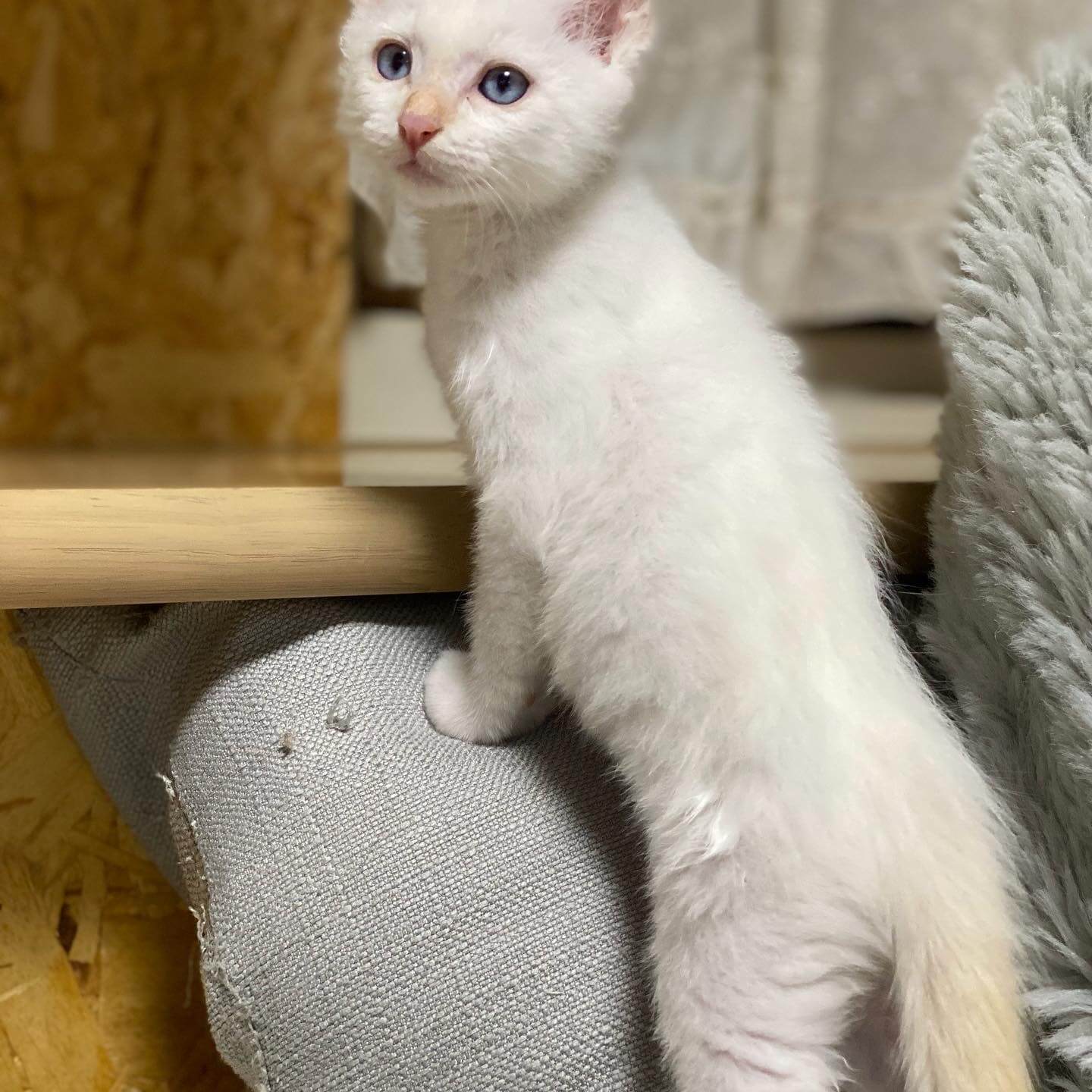 8月2日生まれ白チャ　バンタイプ男の子