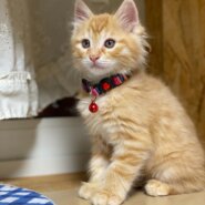 8月2日生まれ茶トラ長毛の男の子