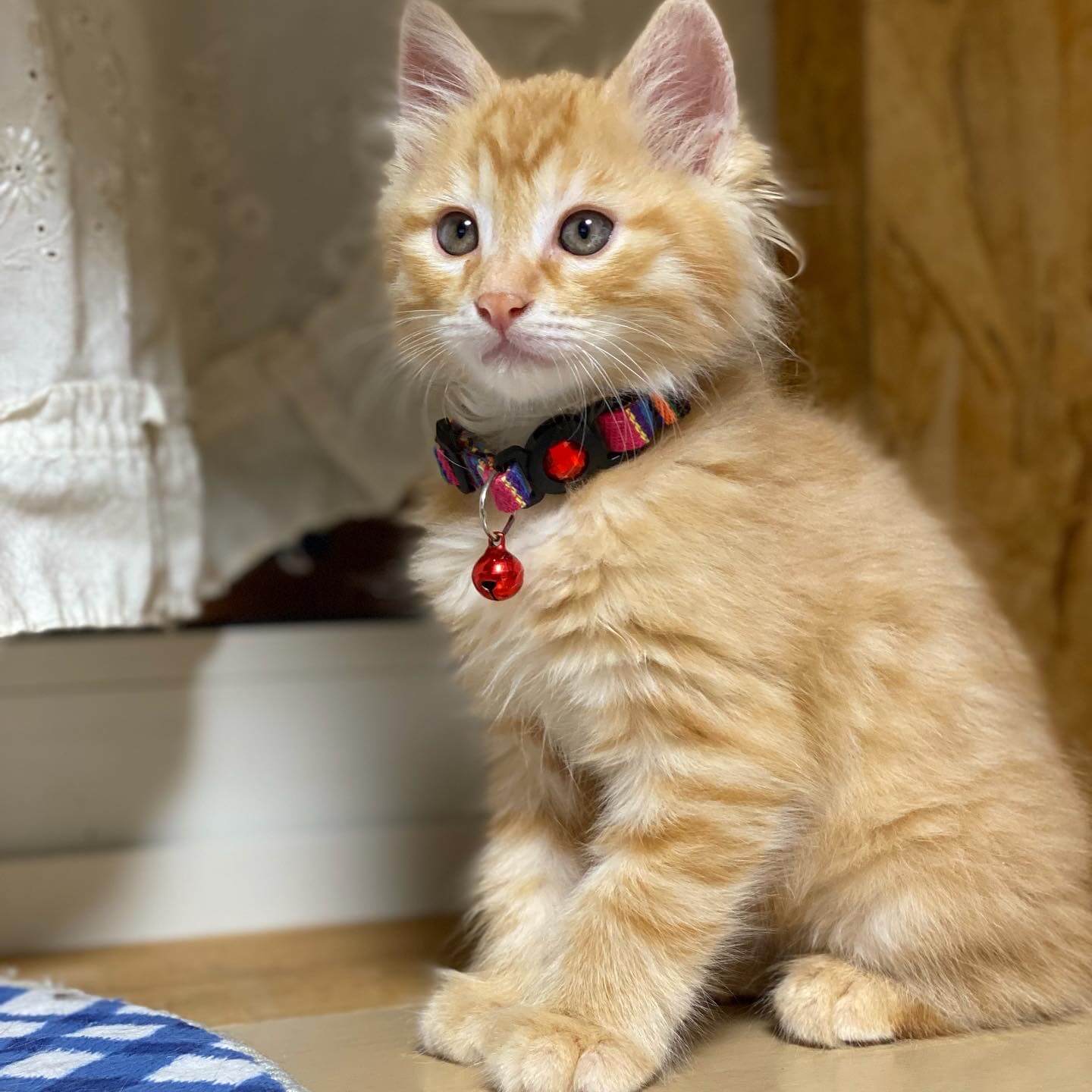 8月2日生まれ茶トラ長毛の男の子