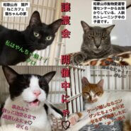 半年以上人馴れトレーニングを頑張った大人猫ちゃんにも、出会いを下さい_(:3 」∠)_