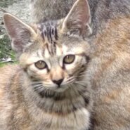 里親さん募集中