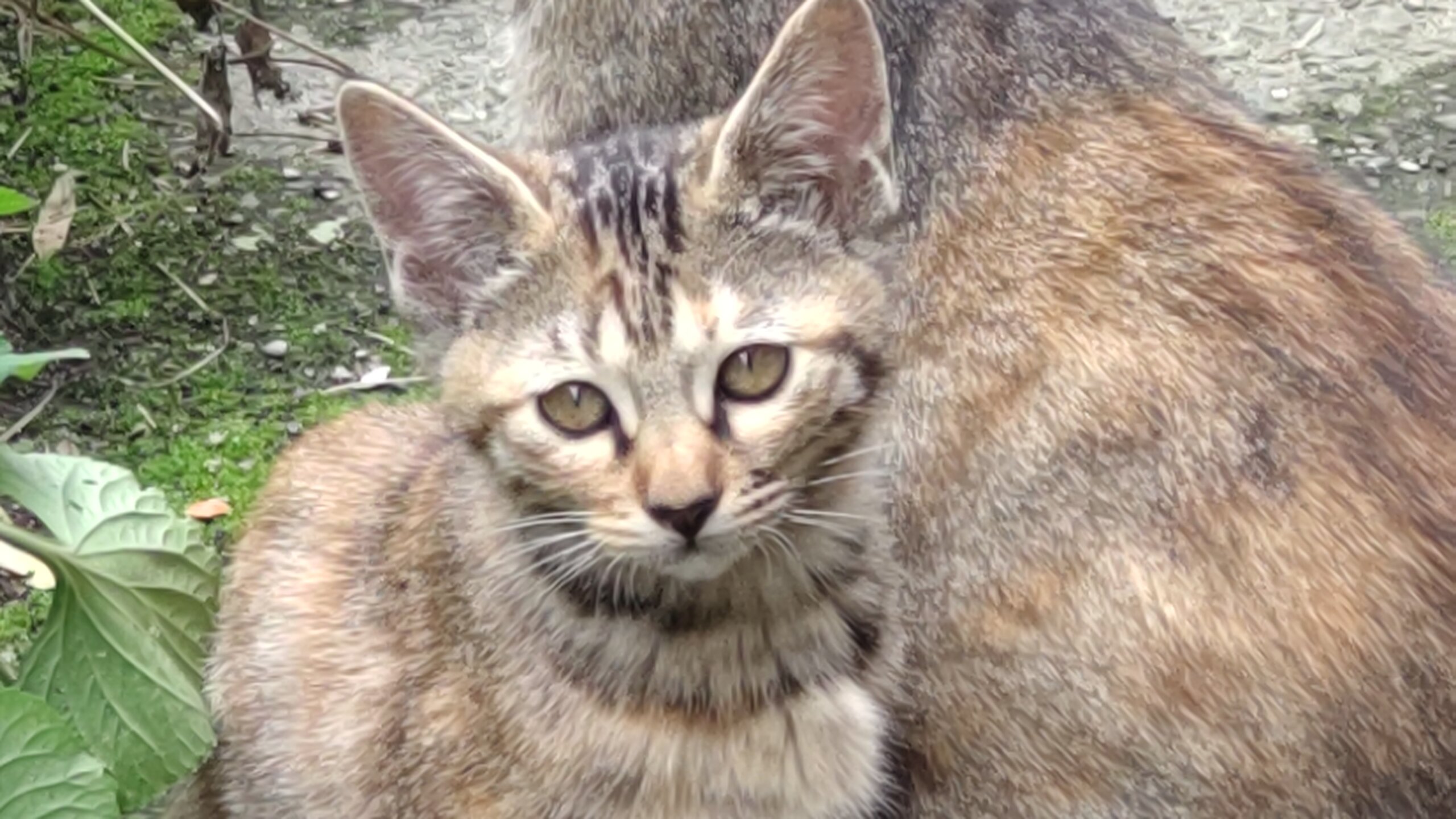 里親さん募集中