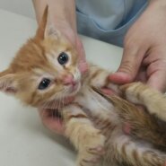 in瀬戸～猫の臨時譲渡会 ちーむにゃいんず2021年10月31日(日)