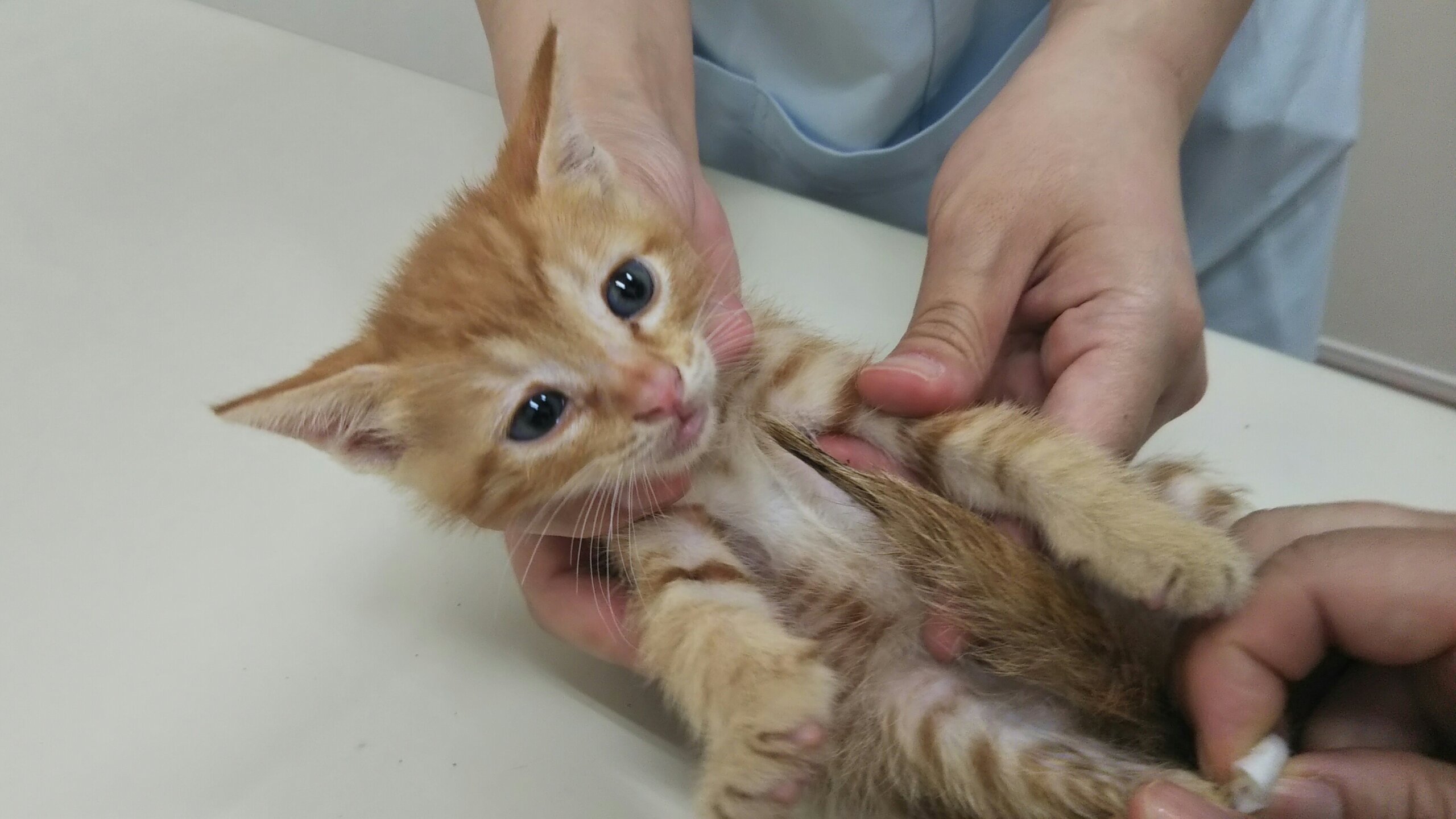 in瀬戸～猫の臨時譲渡会 ちーむにゃいんず2021年10月31日(日)