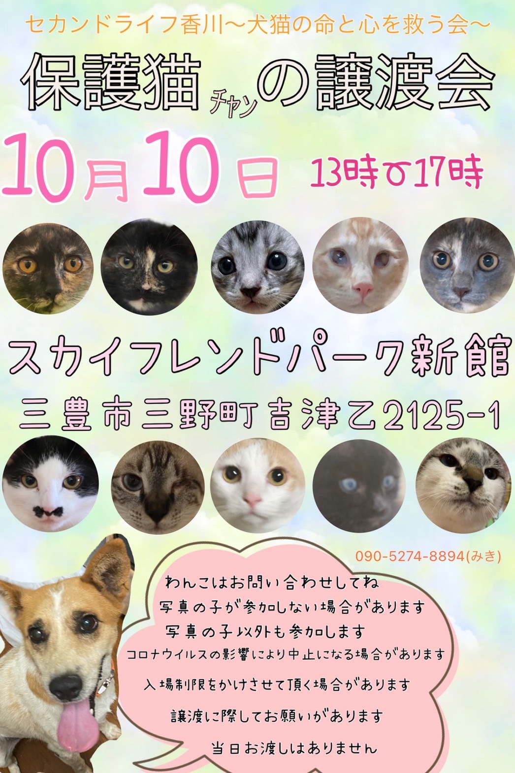 10.10犬猫譲渡会！