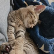 生後2ヶ月の子猫(オス)人懐っこいです