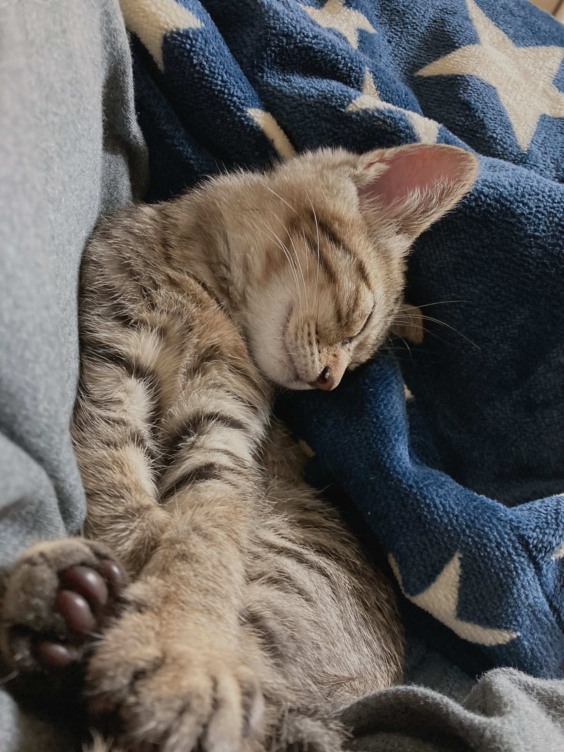 生後2ヶ月の子猫(オス)人懐っこいです