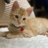 8月2日生まれ茶トラの男の子