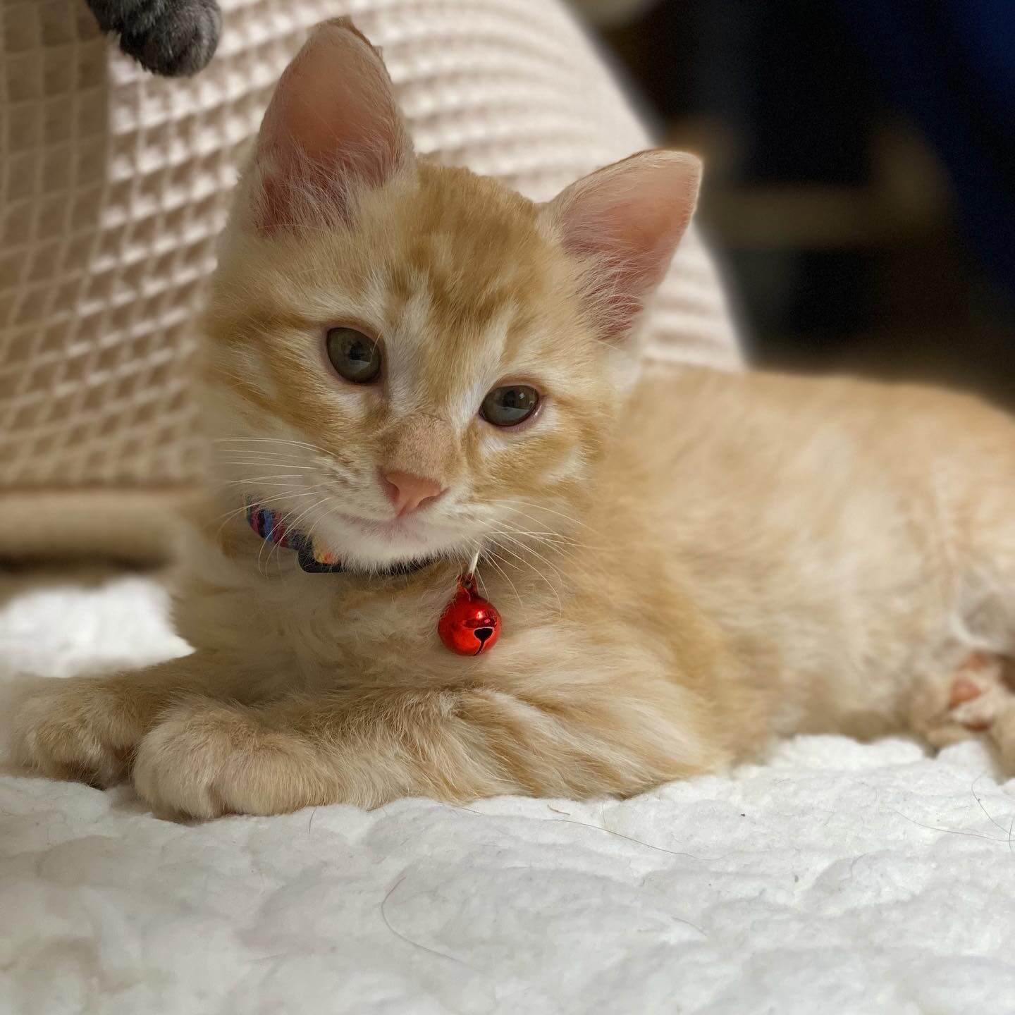 8月2日生まれ茶トラの男の子