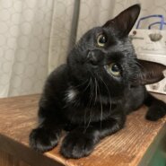 抱っこ好き、人大好き5か月