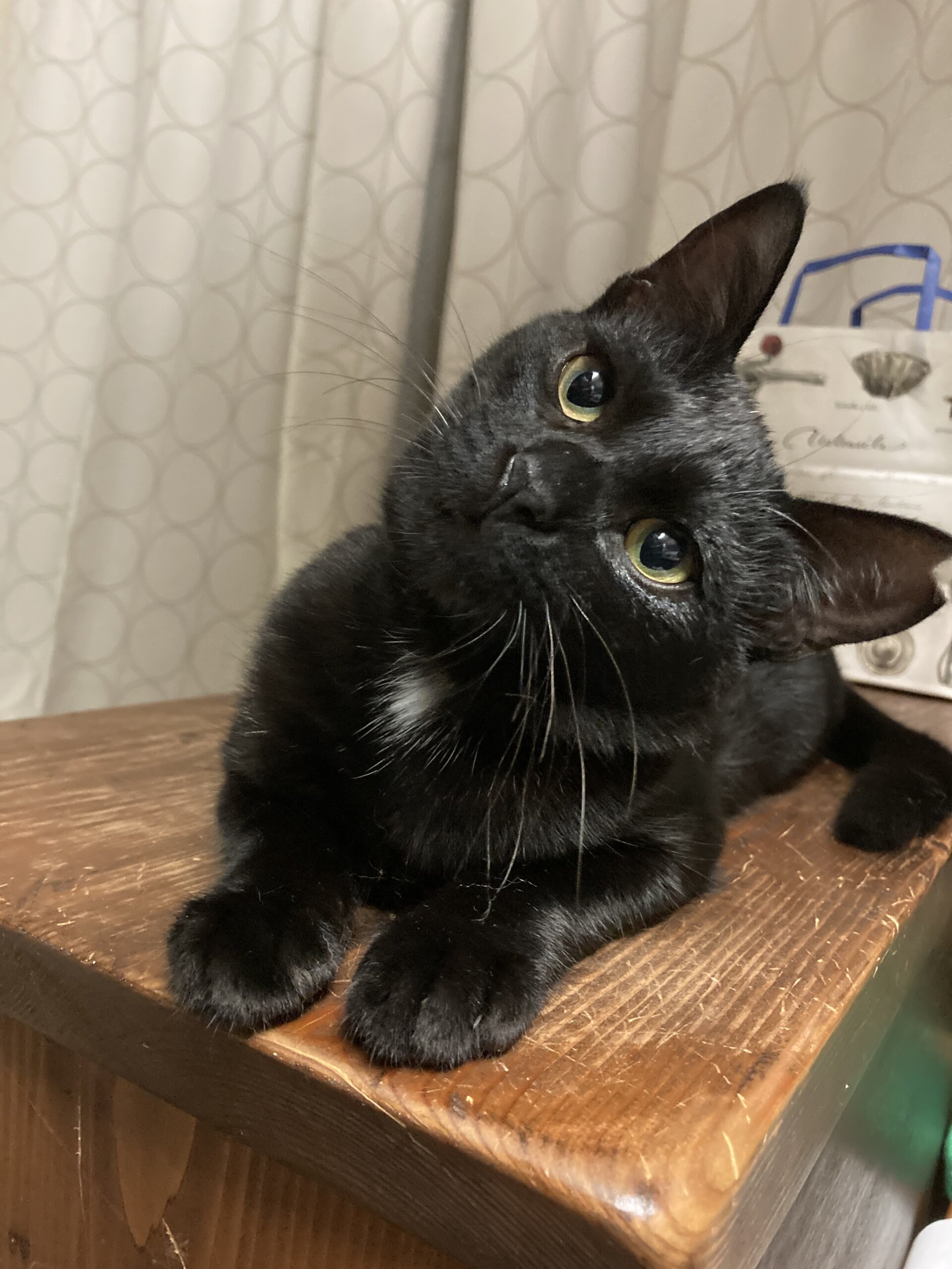 抱っこ好き、人大好き5か月