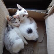 青森県の野良さんの兄妹マルとフク※里親さん決まりました🙏