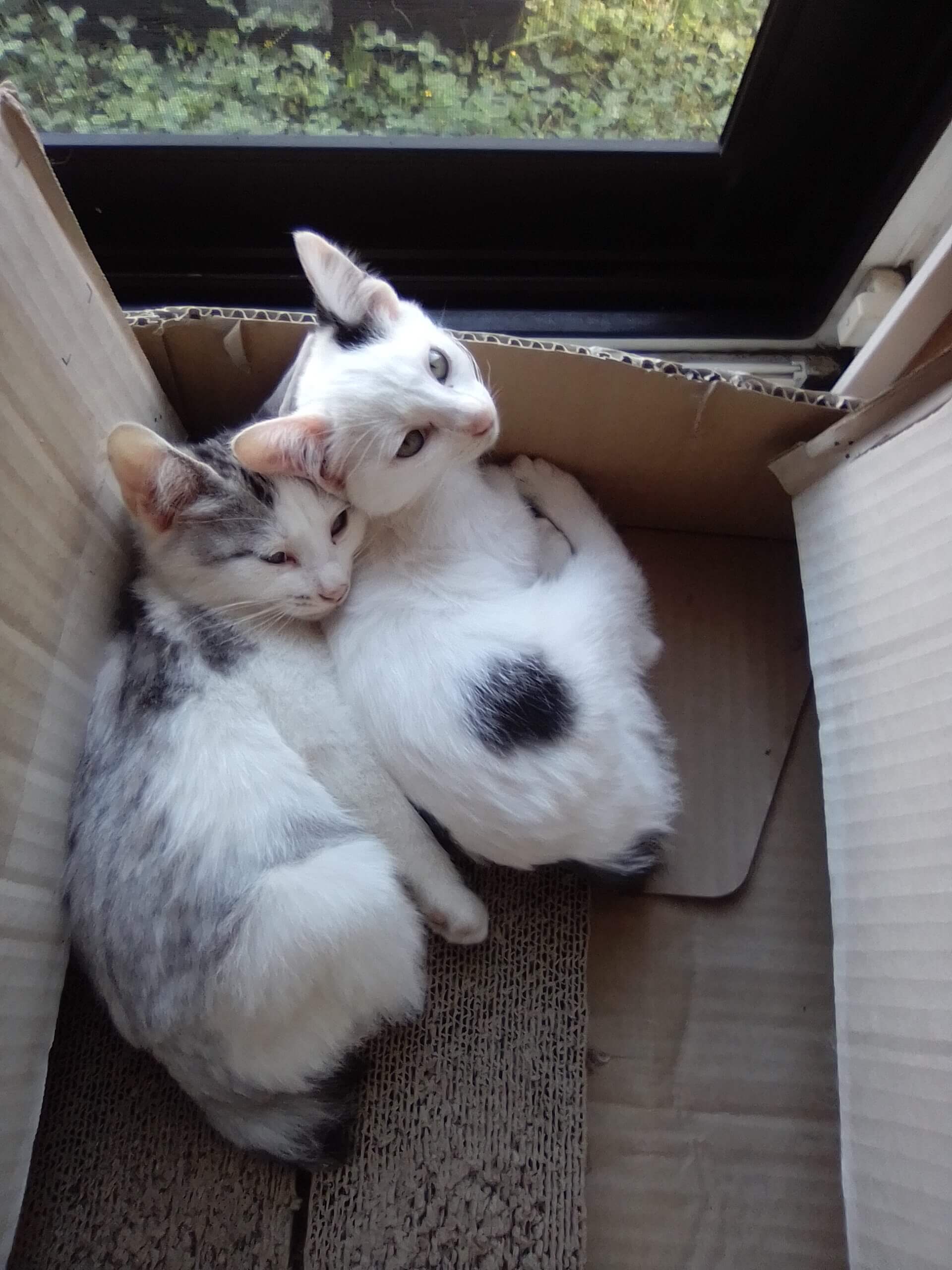 青森県の野良さんの兄妹マルとフク※里親さん決まりました🙏