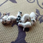 子猫ちゃん産まれました