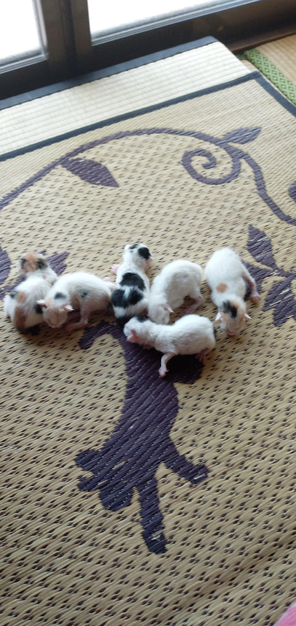 子猫ちゃん産まれました