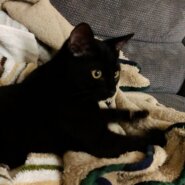 生後7ヶ月の仔猫(男の子)