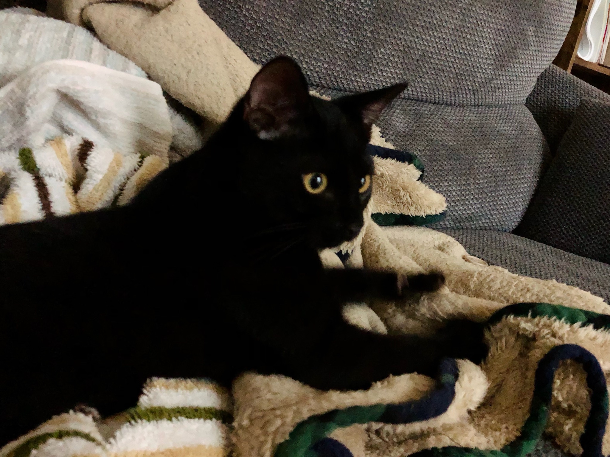 生後7ヶ月の仔猫(男の子)