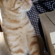 可愛いまる君里親様募集中