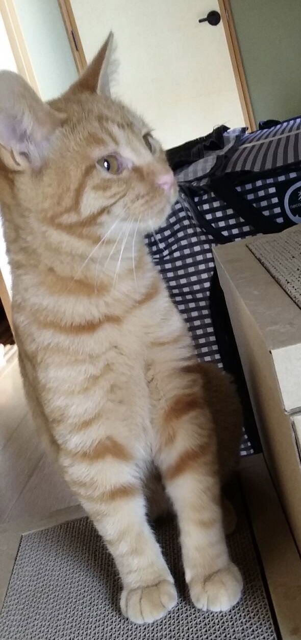 可愛いまる君里親様募集中