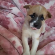 生後４5日の子犬（女の子）